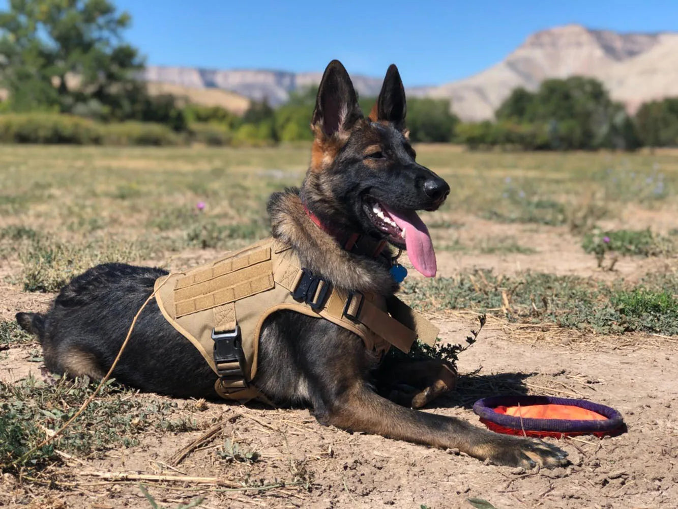 Military Large Dog Harness Collar Leash Bags Patches