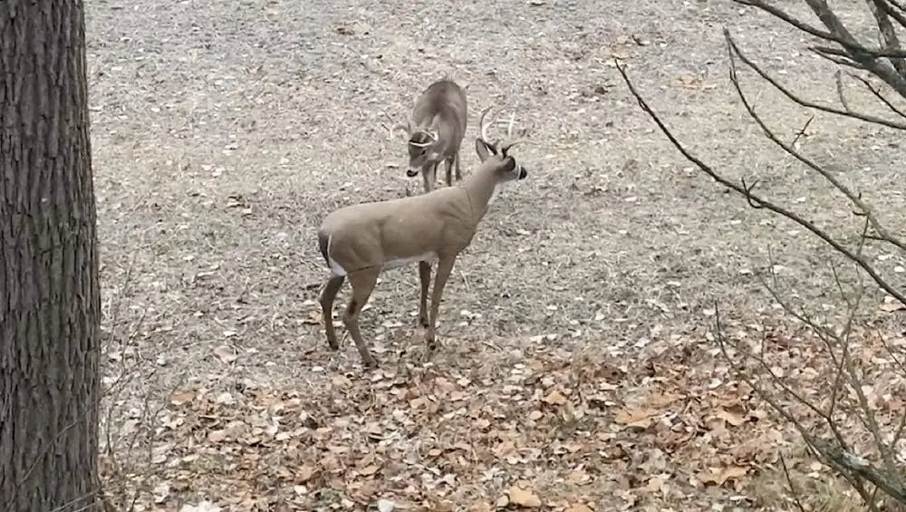 Boss Buck - Masters Series Deer Decoy