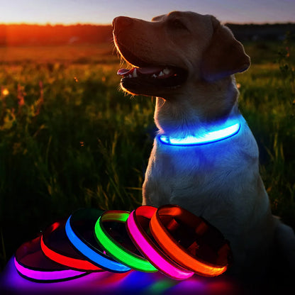 MASBRILL Dog Collar Luminous Pet Supplies Dog Collar Waterpoof Safety Collars dropship No Logo