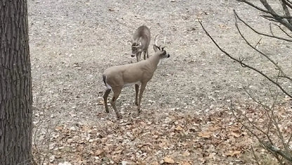 Boss Buck - Masters Series Deer Decoy